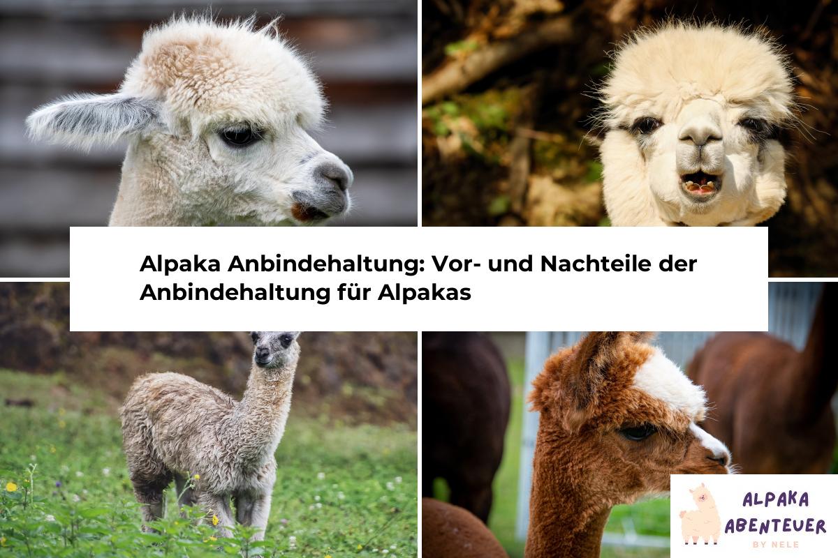 Alpaka Haltung Alpaka Abenteuer