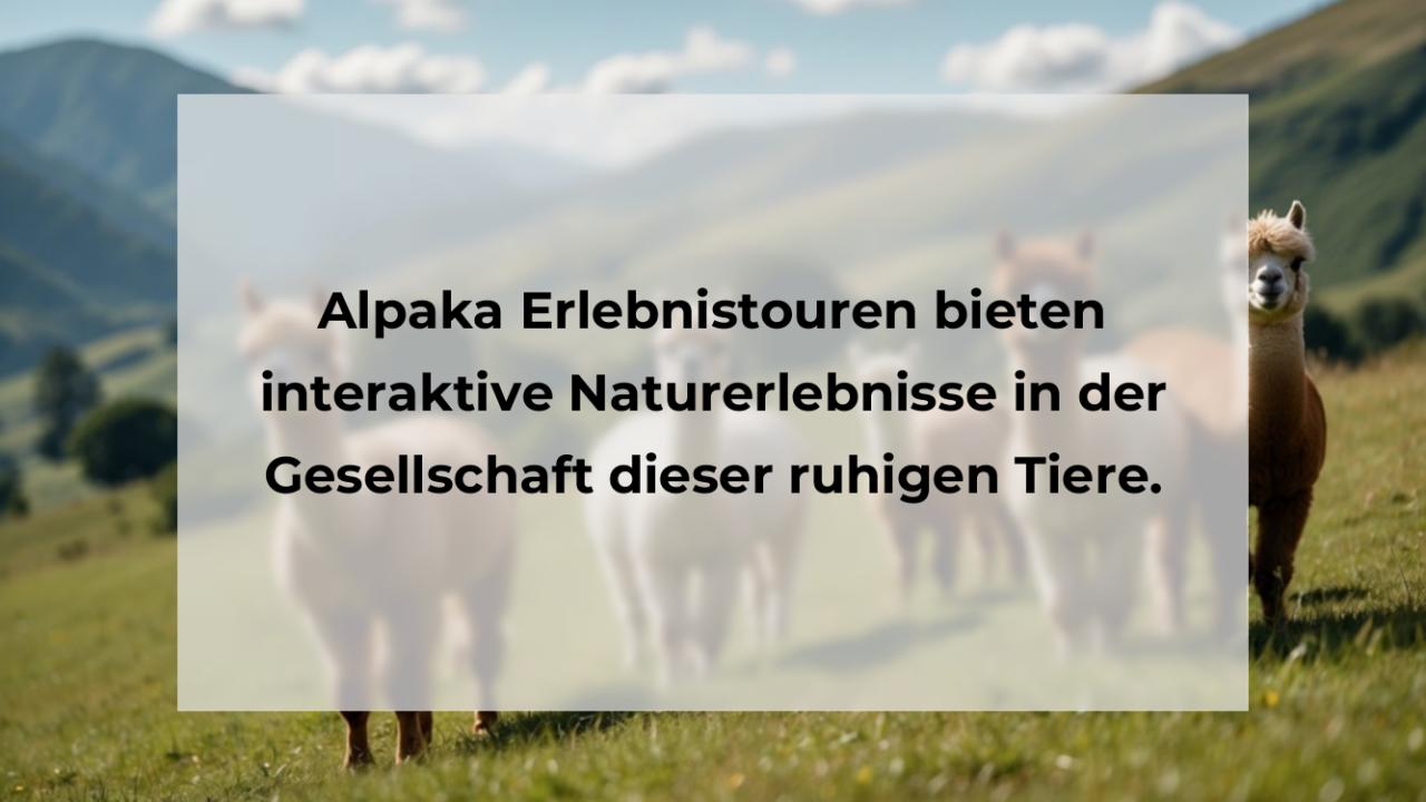 Alpaka Erlebnistouren bieten interaktive Naturerlebnisse in der Gesellschaft dieser ruhigen Tiere.