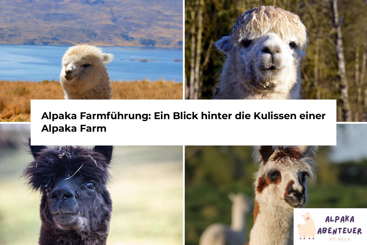 Alpaka Camp: Ein unvergessliches Outdoor-Erlebnis für die ganze Familie ...