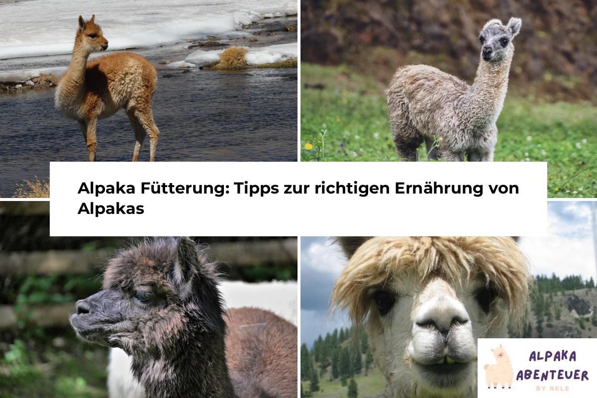 Alpaka Haltung Alpaka Abenteuer