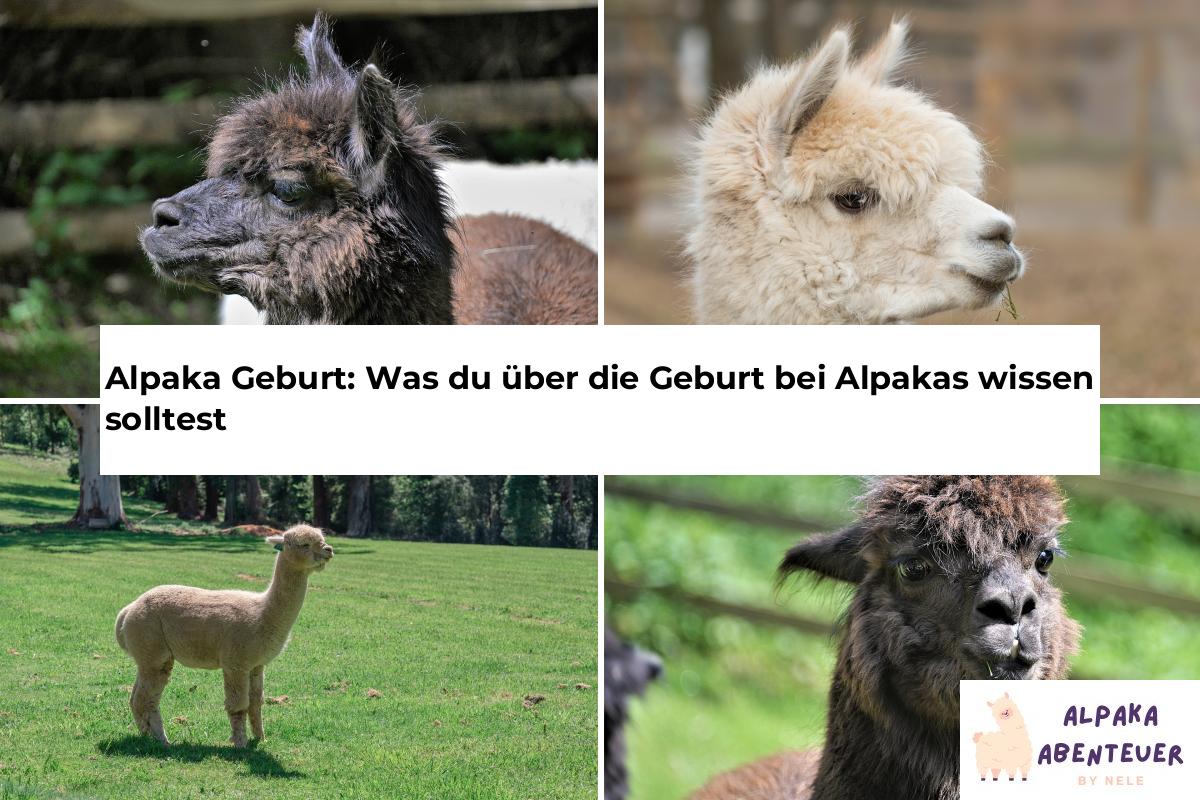 Alpaka Geburt: Was du über die Geburt bei Alpakas wissen solltest ...