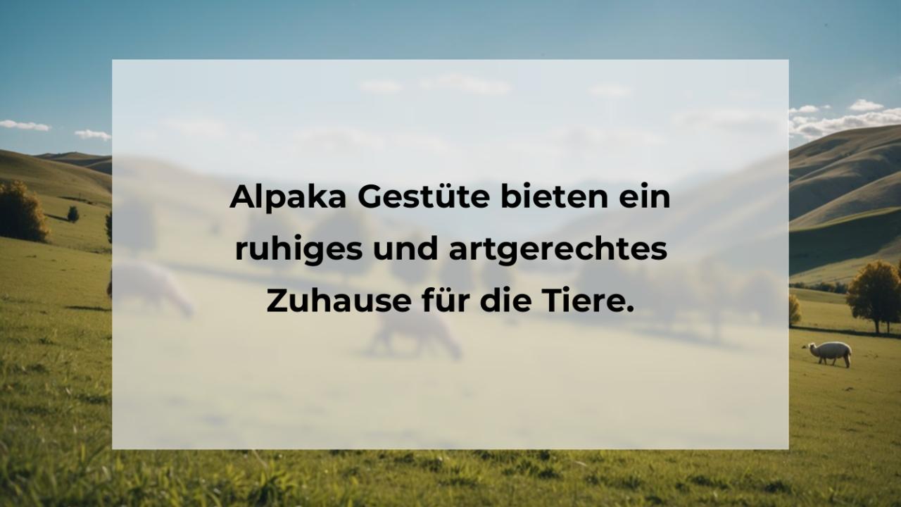 Alpaka Gestüte bieten ein ruhiges und artgerechtes Zuhause für die Tiere.