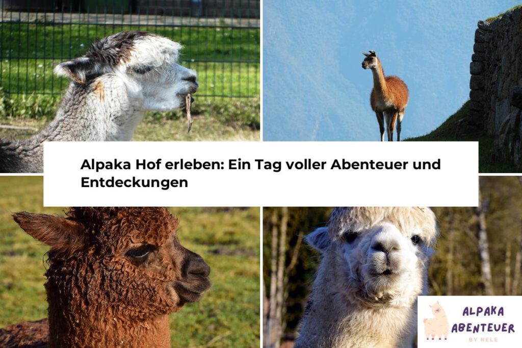 Alpaka Hof erleben