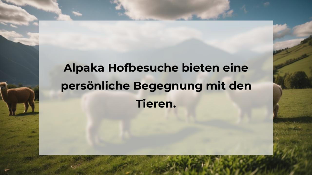 Alpaka Hofbesuche bieten eine persönliche Begegnung mit den Tieren.