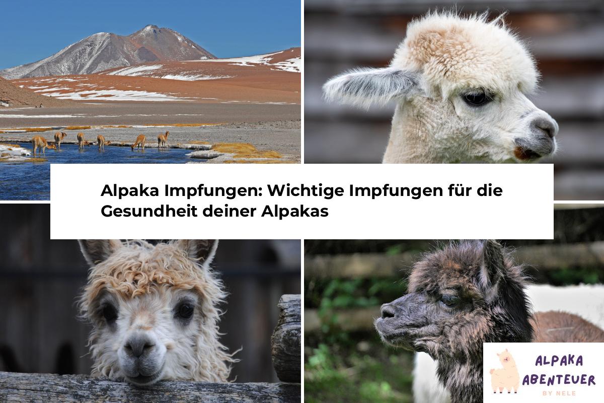 Alpaka Haltung | Alpaka Abenteuer