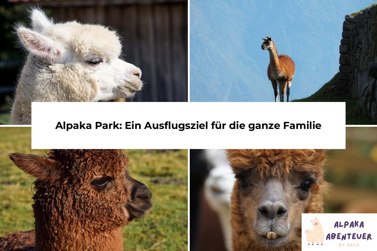 Alpaka Park: Ein Ausflugsziel für die ganze Familie | Alpaka Abenteuer
