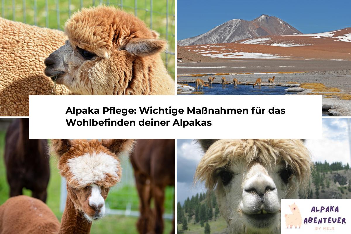 Alpaka Haltung Alpaka Abenteuer