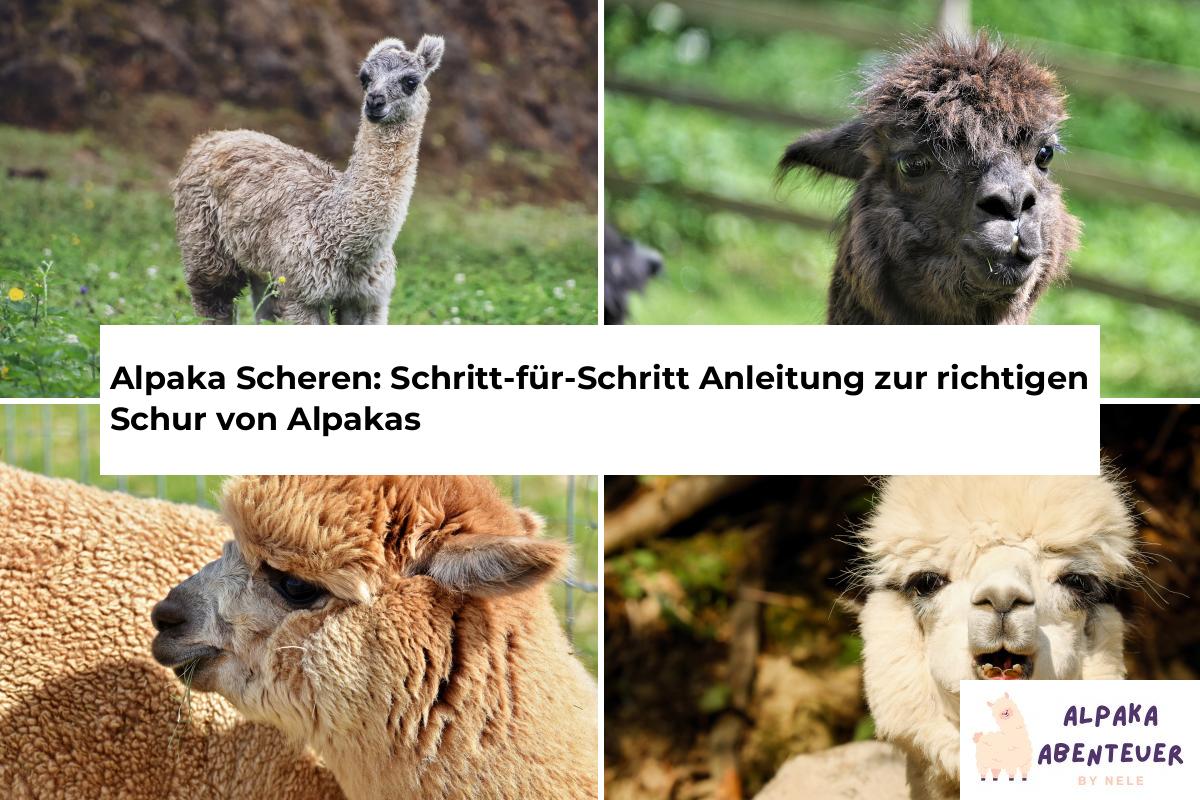 Alpaka Krankheiten: Häufige Krankheiten bei Alpakas erkennen und ...