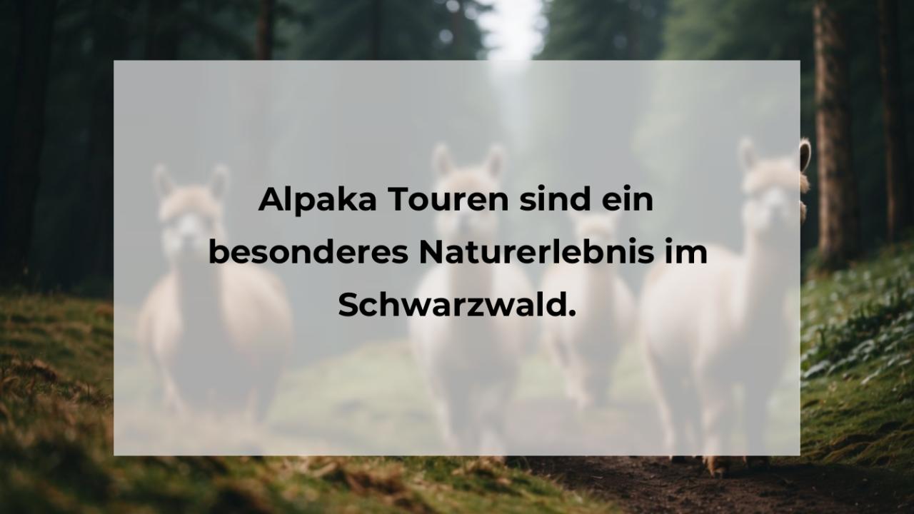 Alpaka Touren sind ein besonderes Naturerlebnis im Schwarzwald.