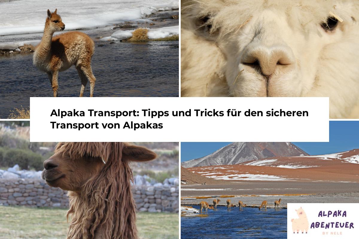 Alpakas Verstehen: Verhalten und Kommunikation der Alpakas | Alpaka ...