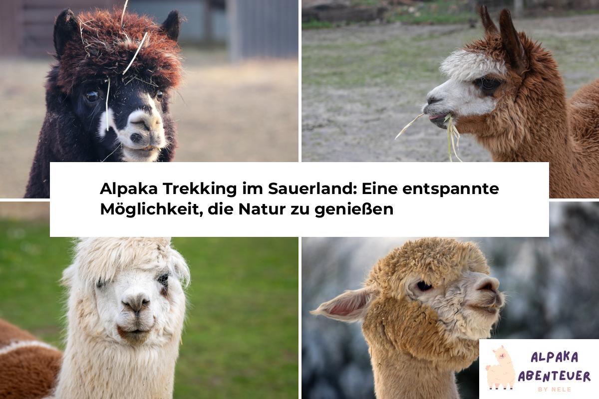 Alpaka Trekking im Sauerland: Eine entspannte Möglichkeit, die Natur zu ...