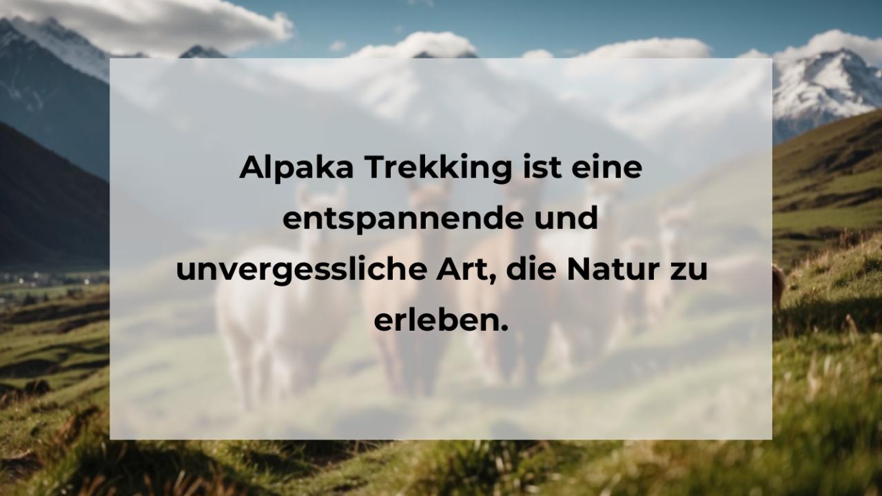 Alpaka Trekking ist eine entspannende und unvergessliche Art, die Natur zu erleben.