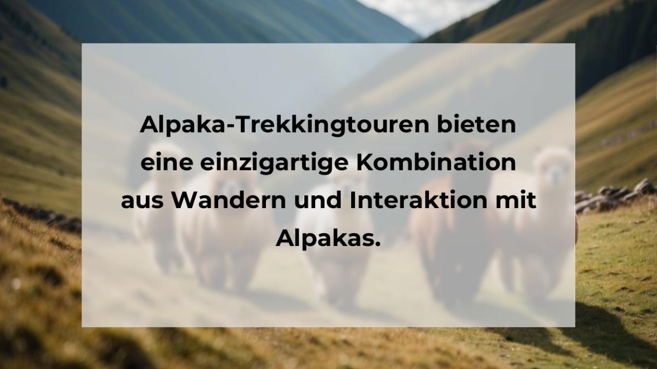 Alpaka-Trekkingtouren bieten eine einzigartige Kombination aus Wandern und Interaktion mit Alpakas.