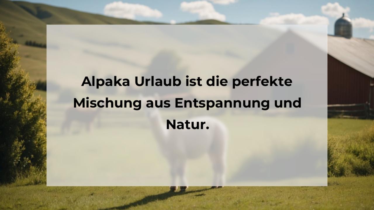 Alpaka Urlaub ist die perfekte Mischung aus Entspannung und Natur.
