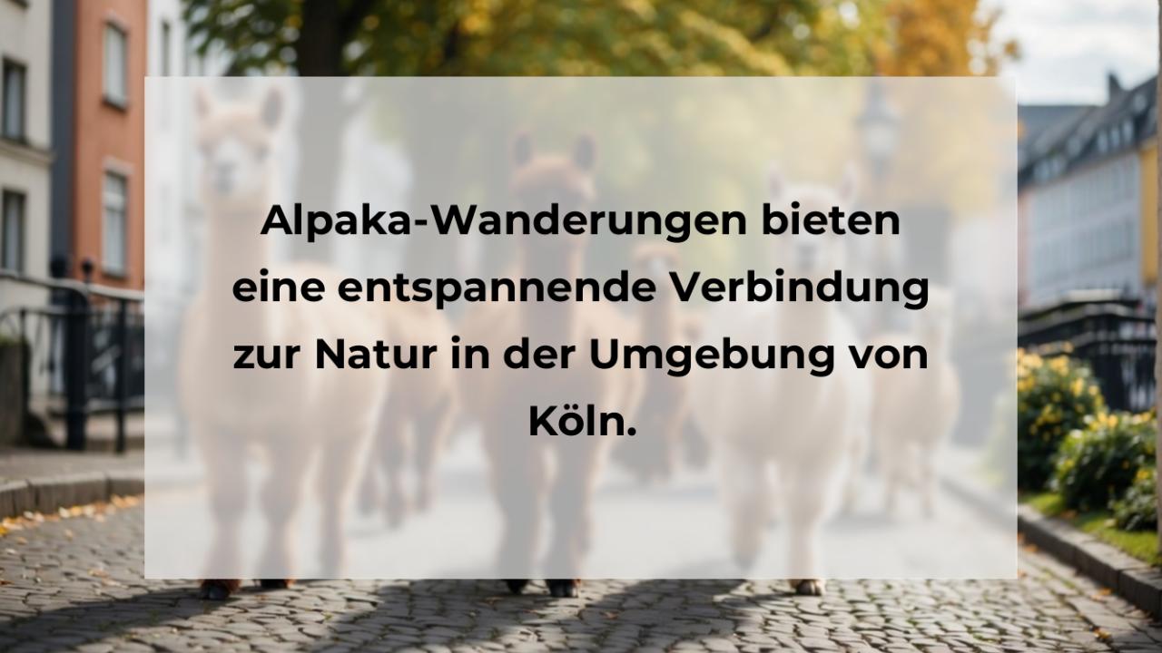 Alpaka-Wanderungen bieten eine entspannende Verbindung zur Natur in der Umgebung von Köln.
