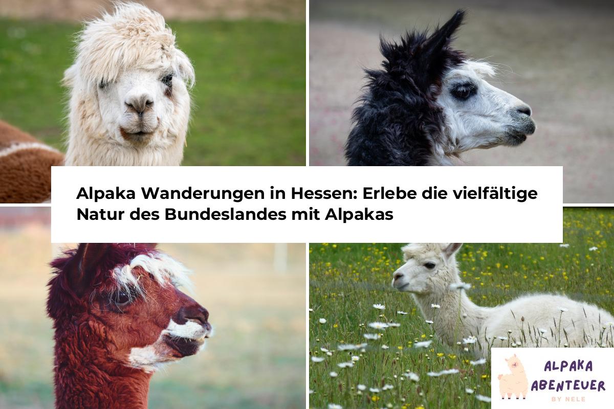 Alpaka Wanderungen in Hessen: Erlebe die vielfältige Natur des ...