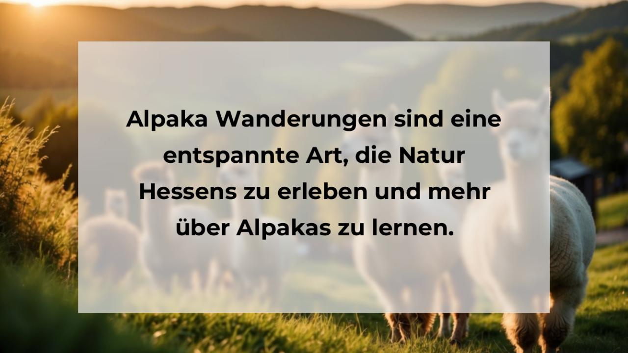 Alpaka Wanderungen sind eine entspannte Art, die Natur Hessens zu erleben und mehr über Alpakas zu lernen.