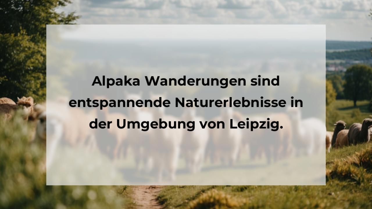 Alpaka Wanderungen sind entspannende Naturerlebnisse in der Umgebung von Leipzig.