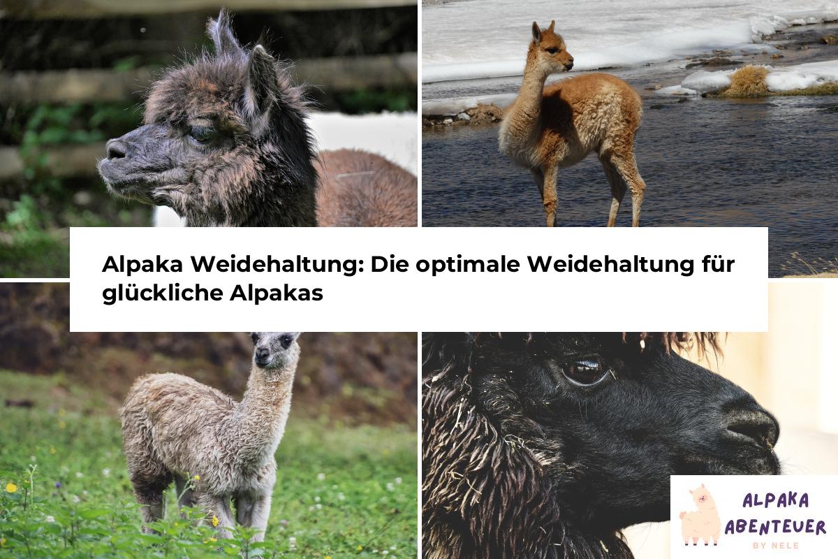 Alpaka Haltung Alpaka Abenteuer