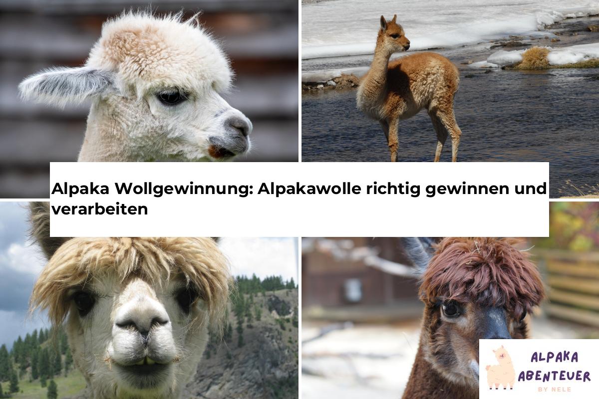 Alpaka Haltung Alpaka Abenteuer