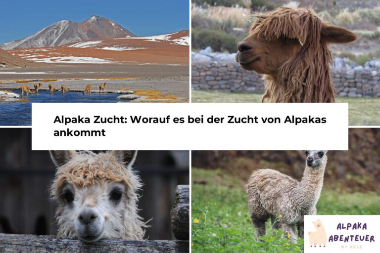 Alpaka Haltung Alpaka Abenteuer