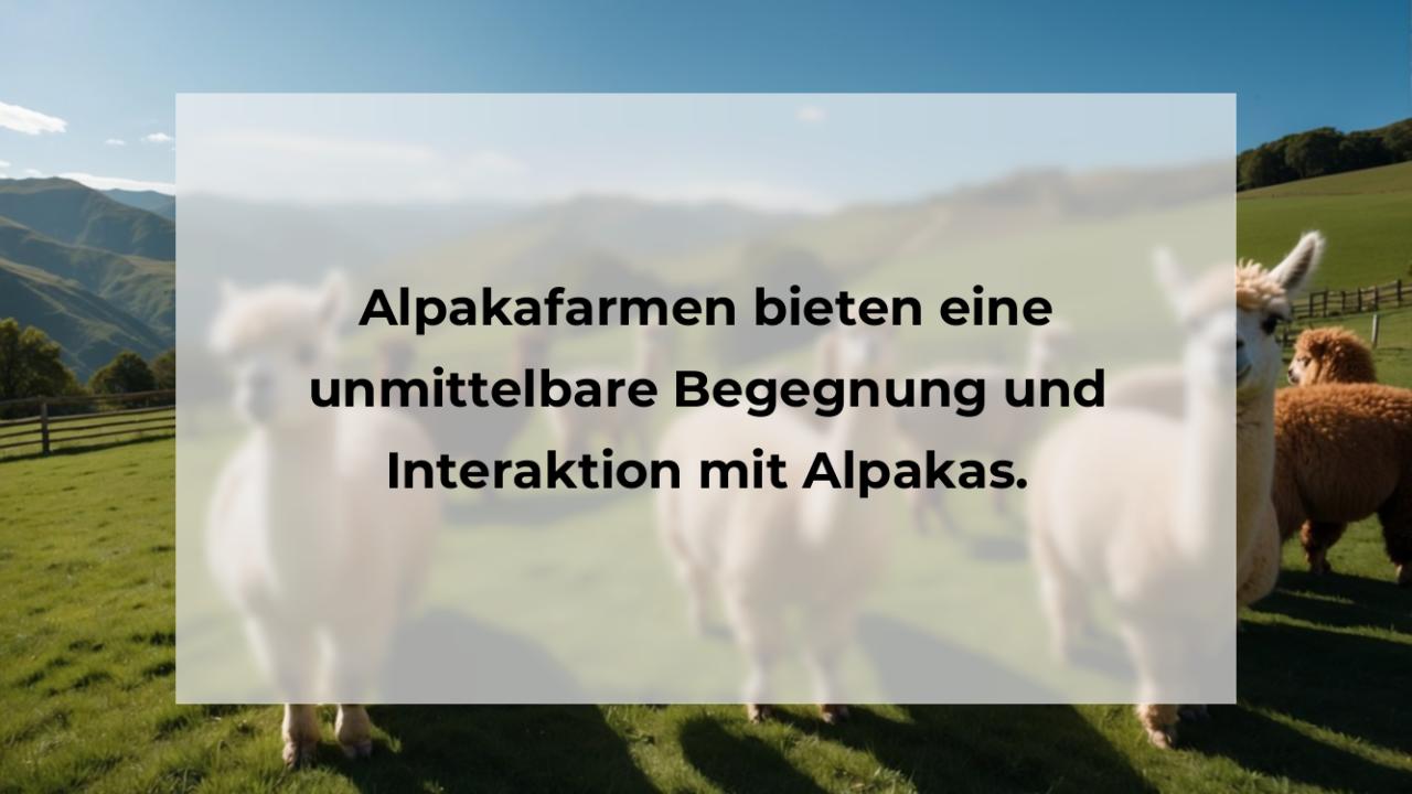 Alpakafarmen bieten eine unmittelbare Begegnung und Interaktion mit Alpakas.