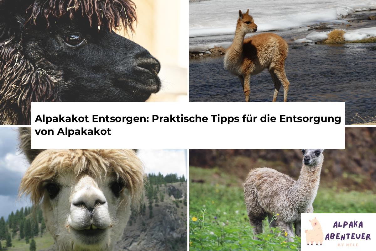 Alpakakot Entsorgen: Praktische Tipps für die Entsorgung von Alpakakot ...