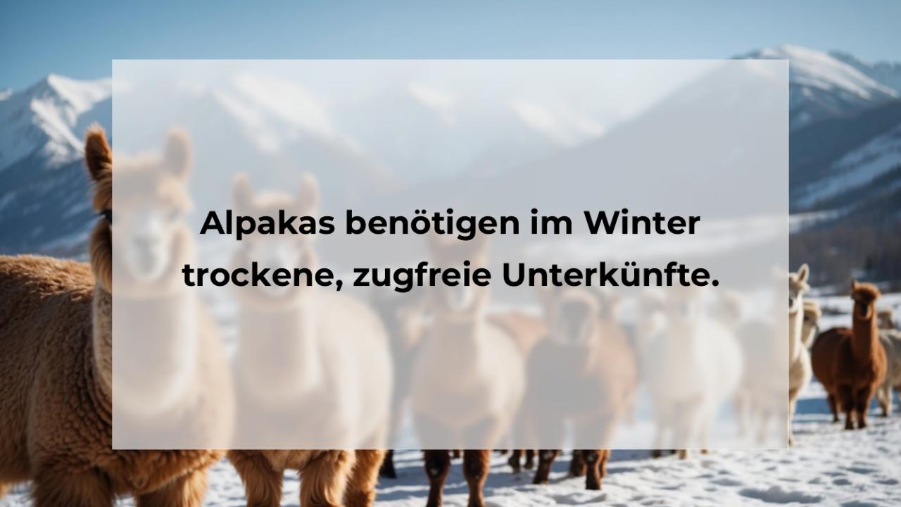 Alpakas benötigen im Winter trockene, zugfreie Unterkünfte.