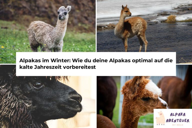Alpaka Haltung Alpaka Abenteuer