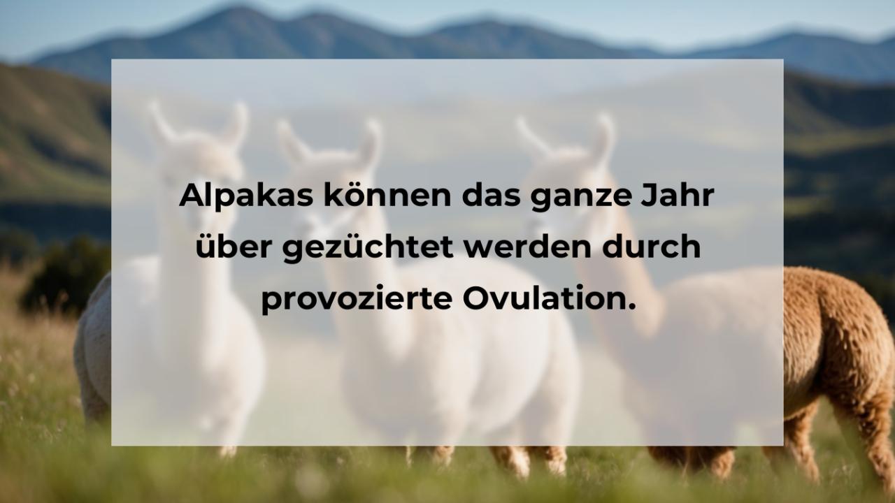 Alpakas können das ganze Jahr über gezüchtet werden durch provozierte Ovulation.