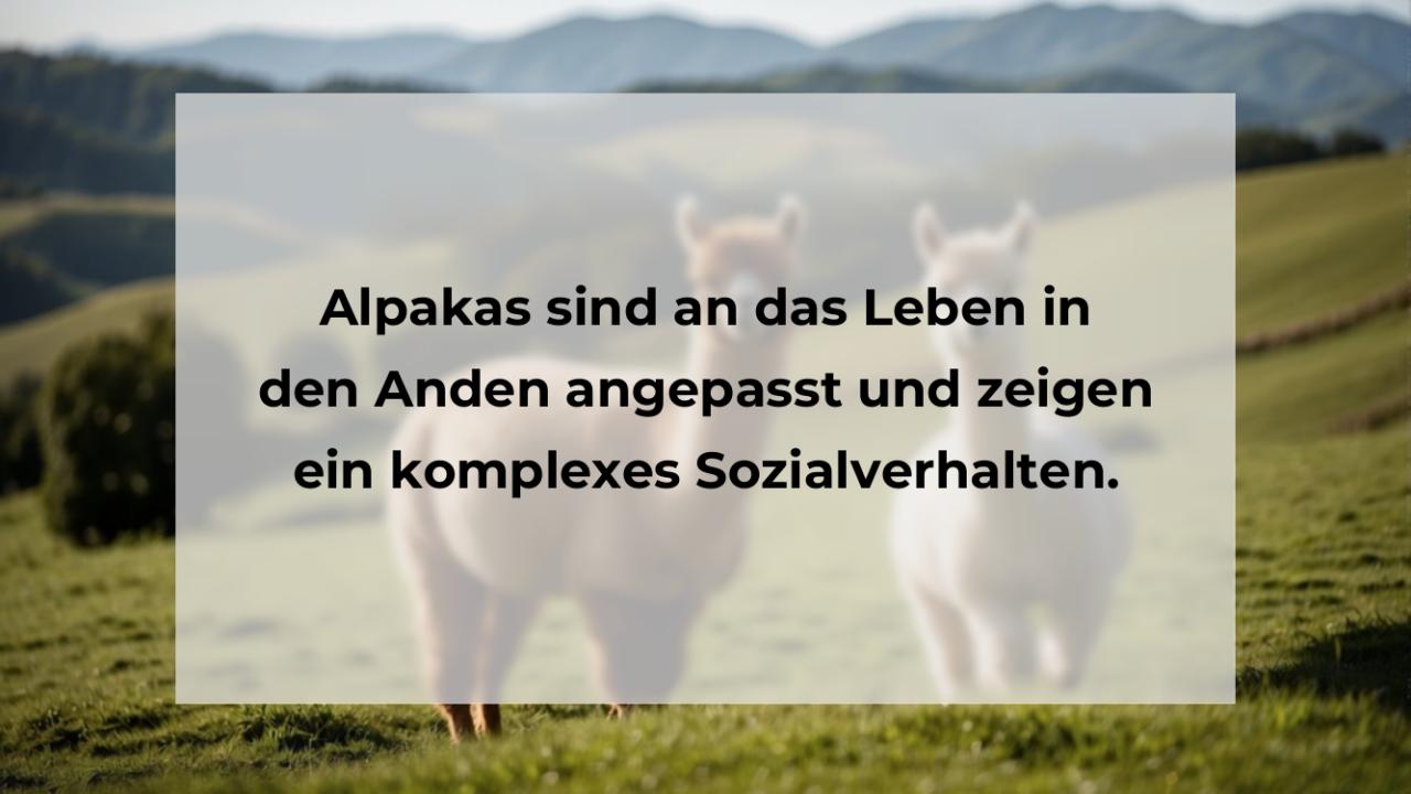 Alpakas sind an das Leben in den Anden angepasst und zeigen ein komplexes Sozialverhalten.