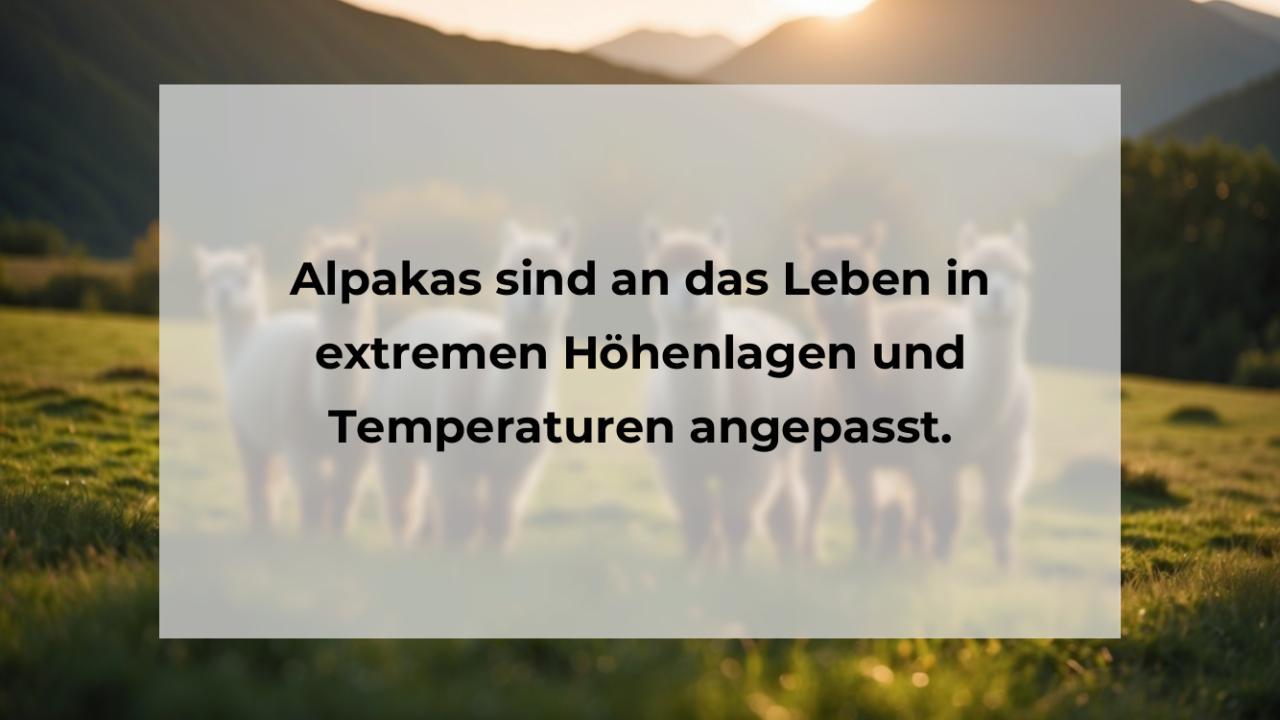 Alpakas sind an das Leben in extremen Höhenlagen und Temperaturen angepasst.
