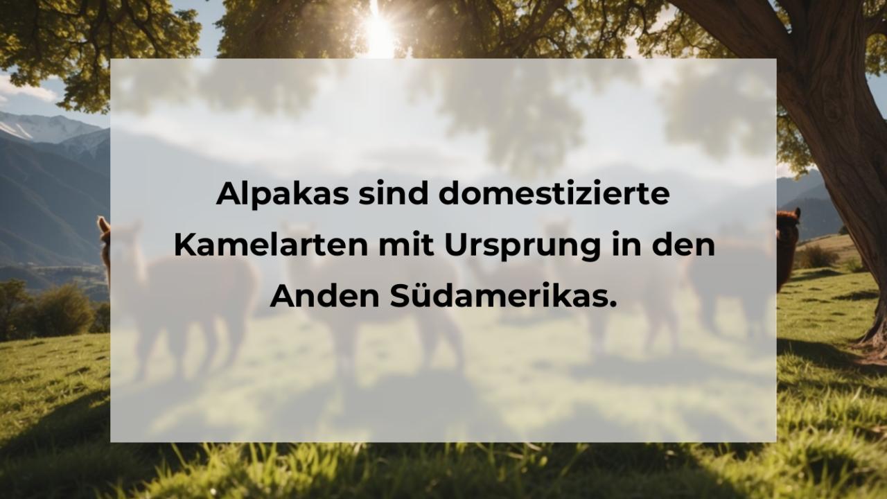 Alpakas sind domestizierte Kamelarten mit Ursprung in den Anden Südamerikas.