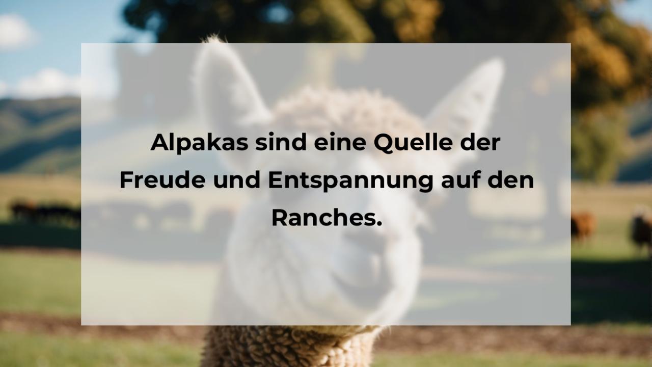 Alpakas sind eine Quelle der Freude und Entspannung auf den Ranches.