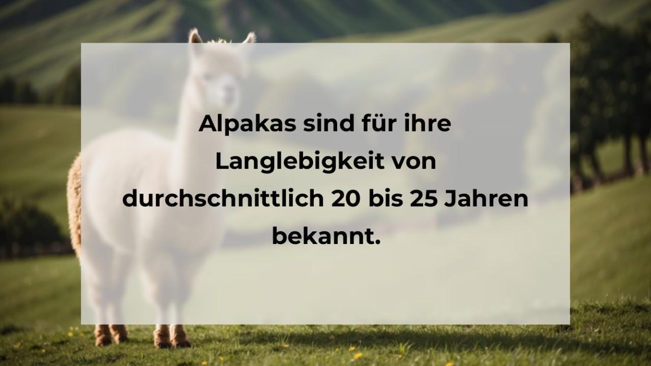 Alpakas sind für ihre Langlebigkeit von durchschnittlich 20 bis 25 Jahren bekannt.