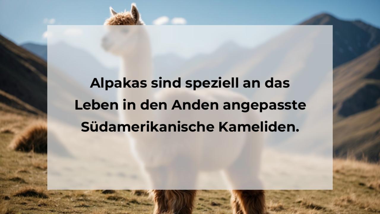Alpakas sind speziell an das Leben in den Anden angepasste Südamerikanische Kameliden.