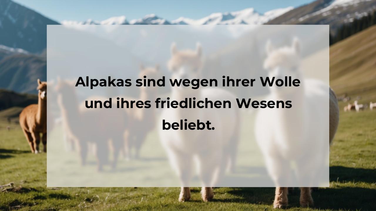Alpakas sind wegen ihrer Wolle und ihres friedlichen Wesens beliebt.