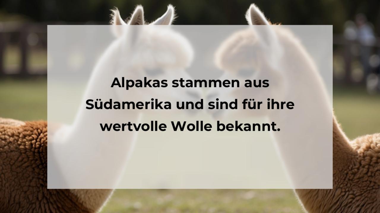 Alpakas stammen aus Südamerika und sind für ihre wertvolle Wolle bekannt.