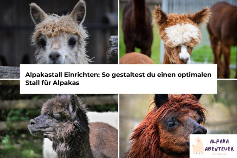 Alpaka Haltung Alpaka Abenteuer