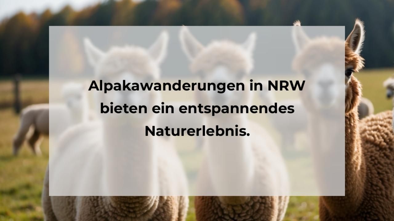 Alpakawanderungen in NRW bieten ein entspannendes Naturerlebnis.