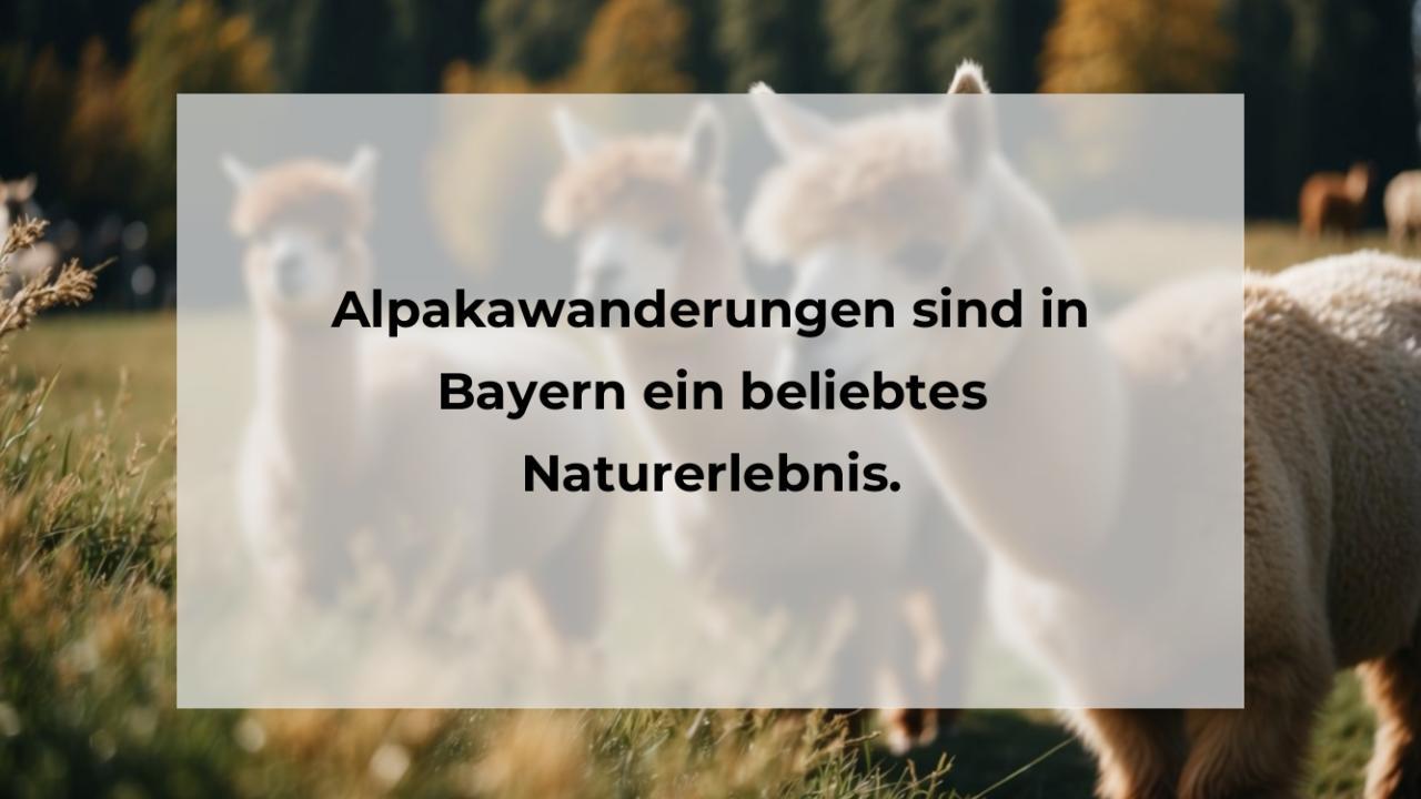 Alpakawanderungen sind in Bayern ein beliebtes Naturerlebnis.