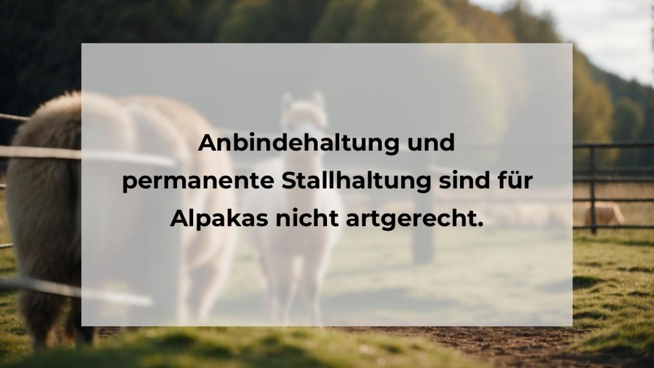 Anbindehaltung und permanente Stallhaltung sind für Alpakas nicht artgerecht.