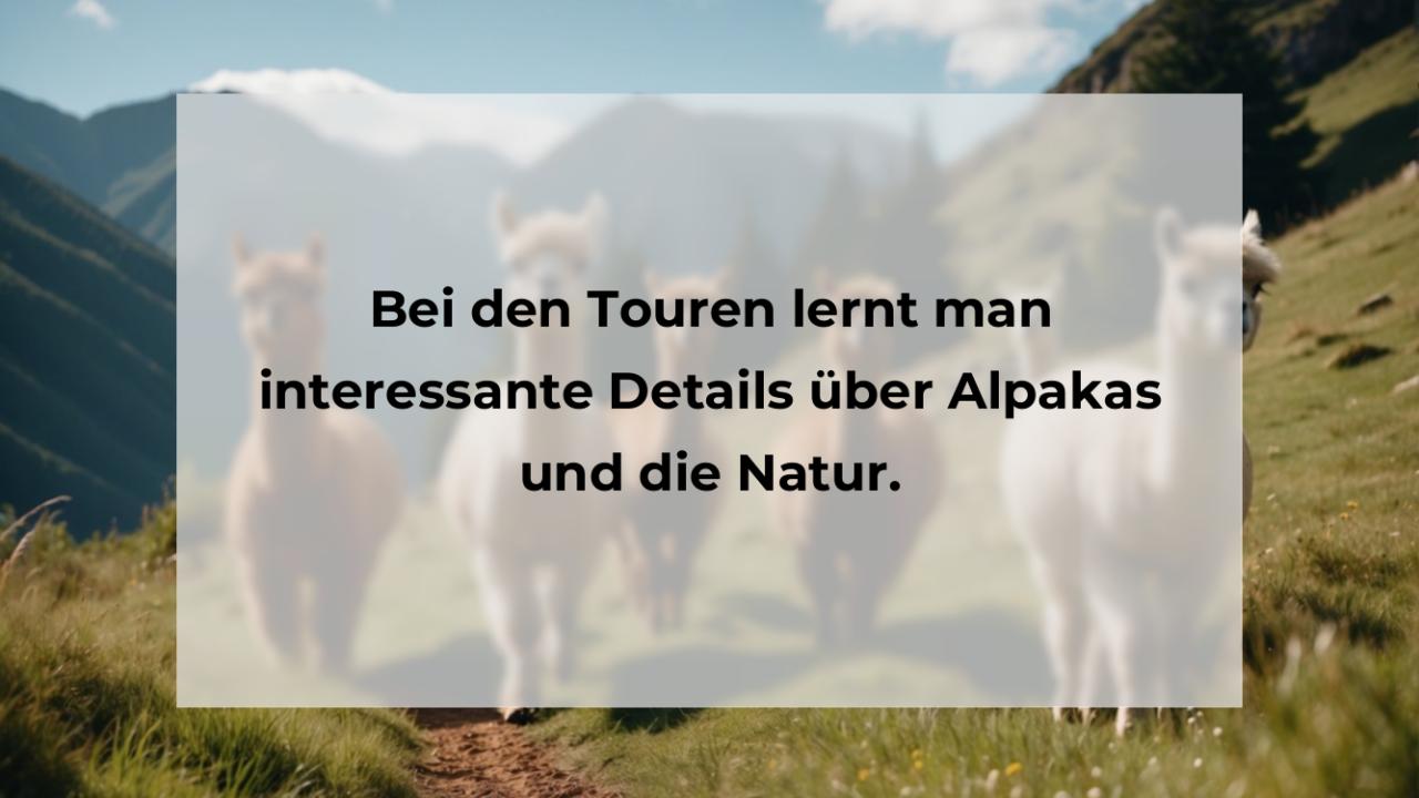 Bei den Touren lernt man interessante Details über Alpakas und die Natur.