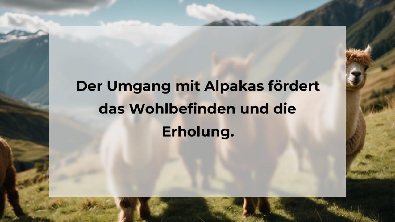 Der Umgang mit Alpakas fördert das Wohlbefinden und die Erholung.