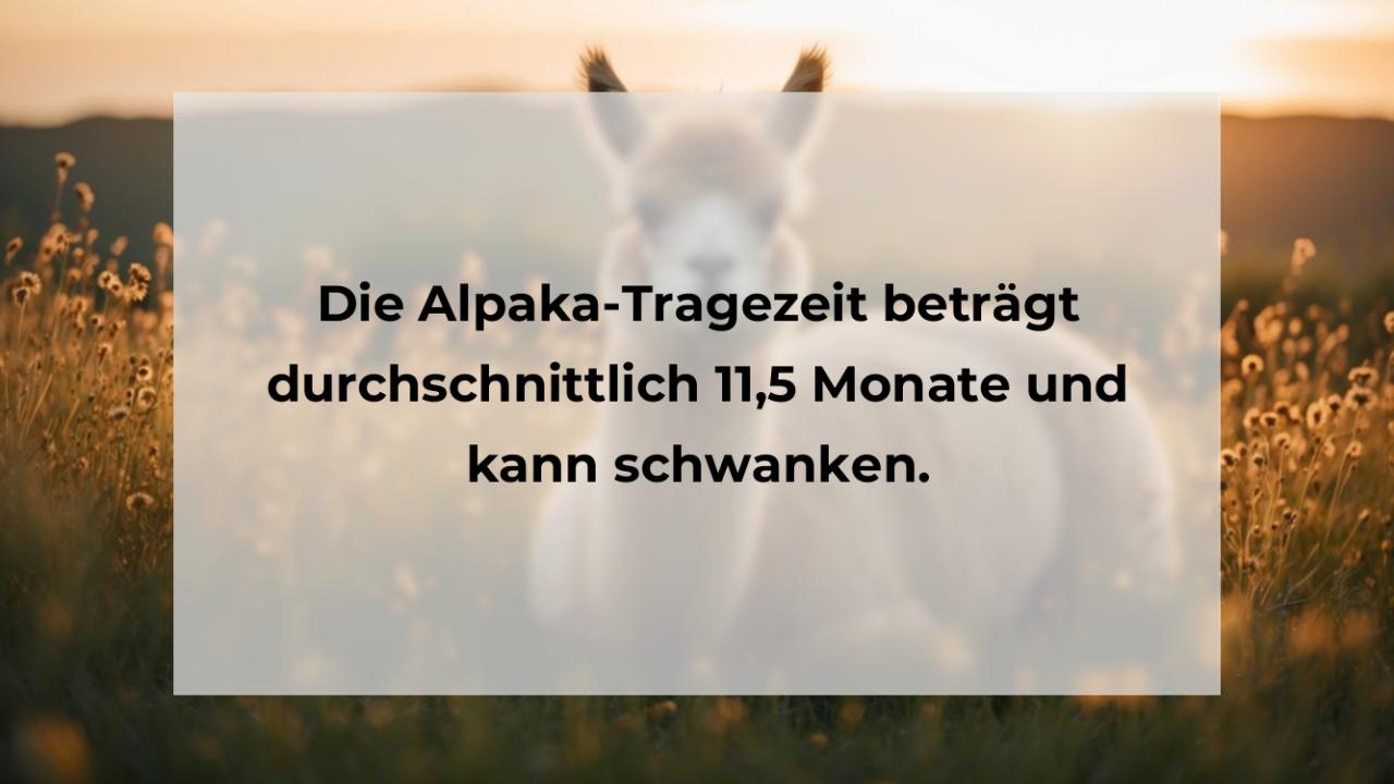 Die Alpaka-Tragezeit beträgt durchschnittlich 11,5 Monate und kann schwanken.