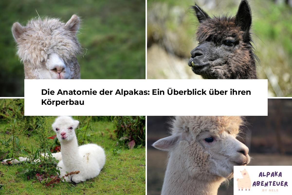 Die verschiedenen Arten von Alpakas: Ein Überblick | Alpaka Abenteuer