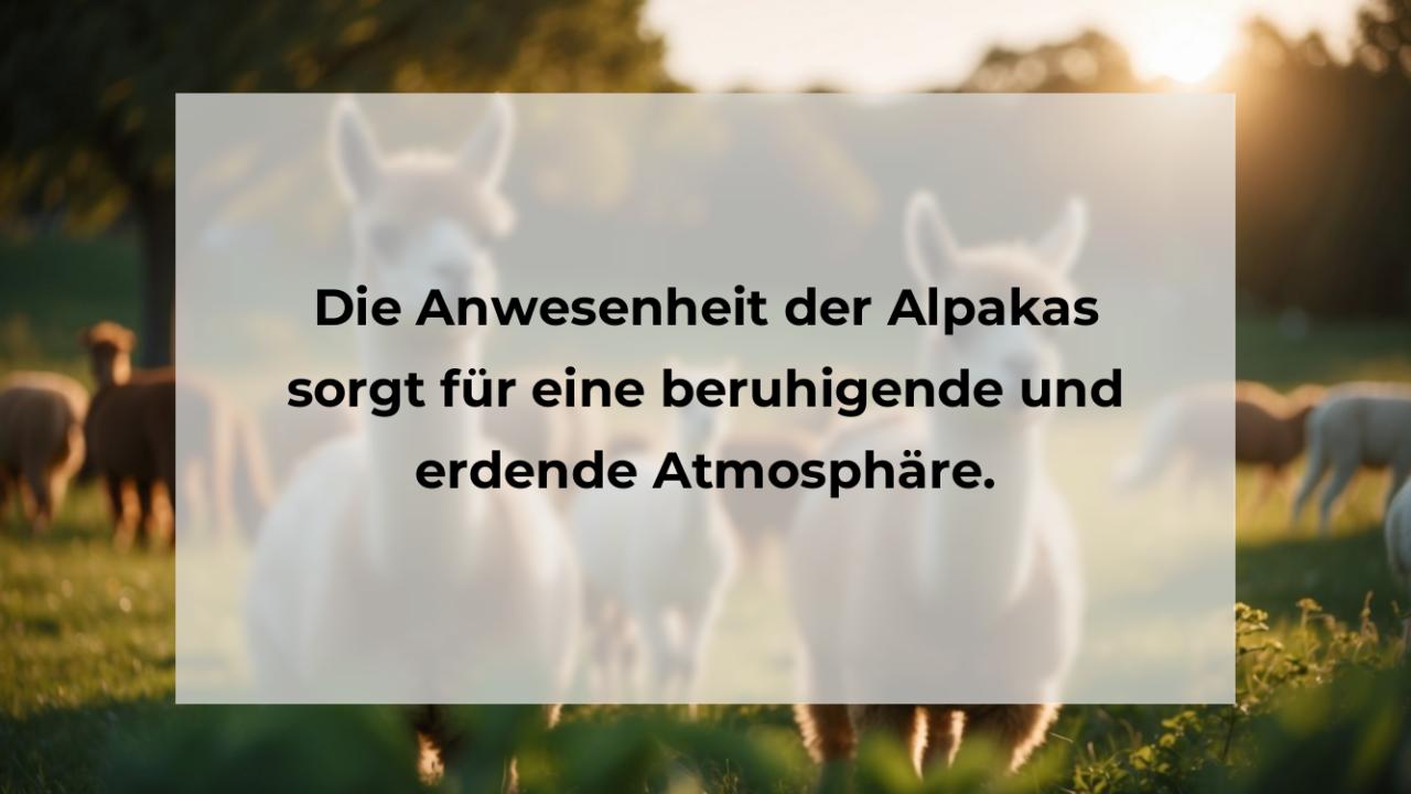 Die Anwesenheit der Alpakas sorgt für eine beruhigende und erdende Atmosphäre.