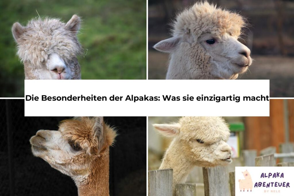 Alpaka Besonderheiten