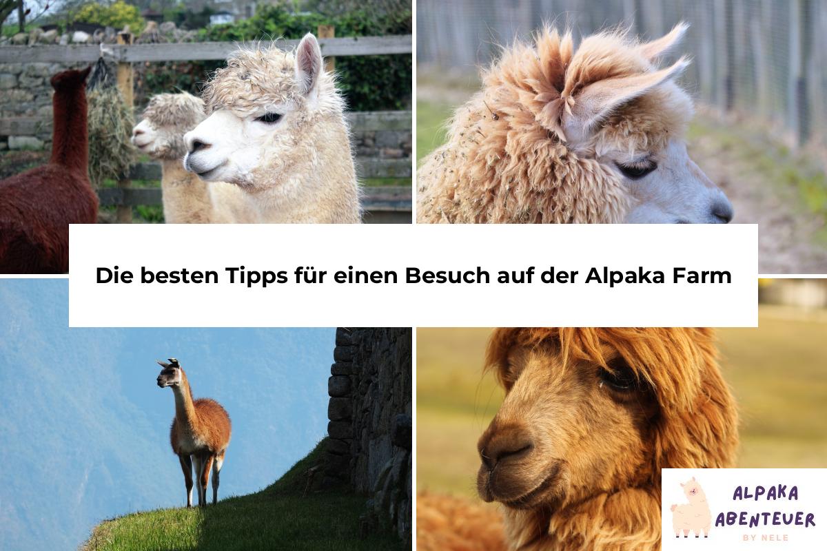 Die Anatomie der Alpakas: Ein Überblick über ihren Körperbau | Alpaka ...