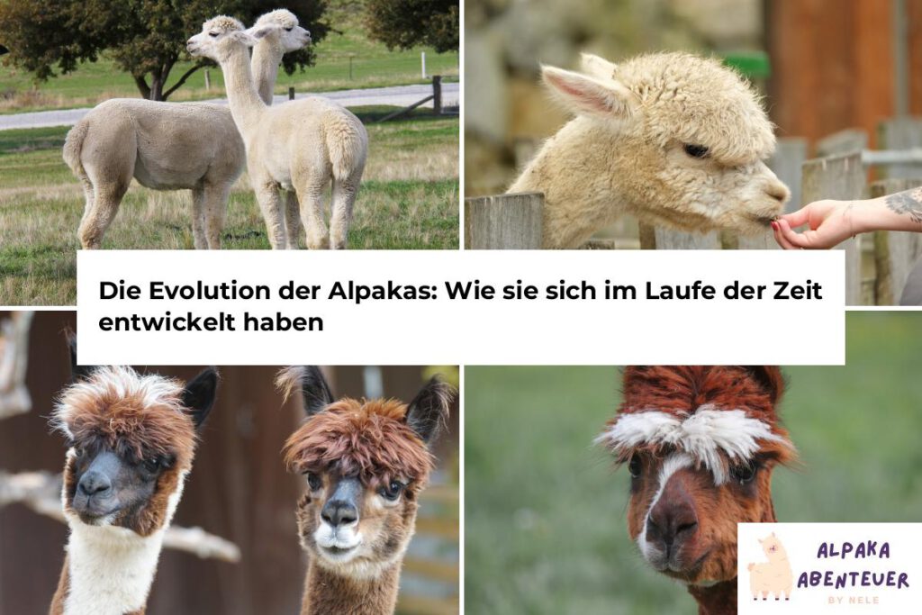 Alpaka Evolution